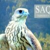 SAQR