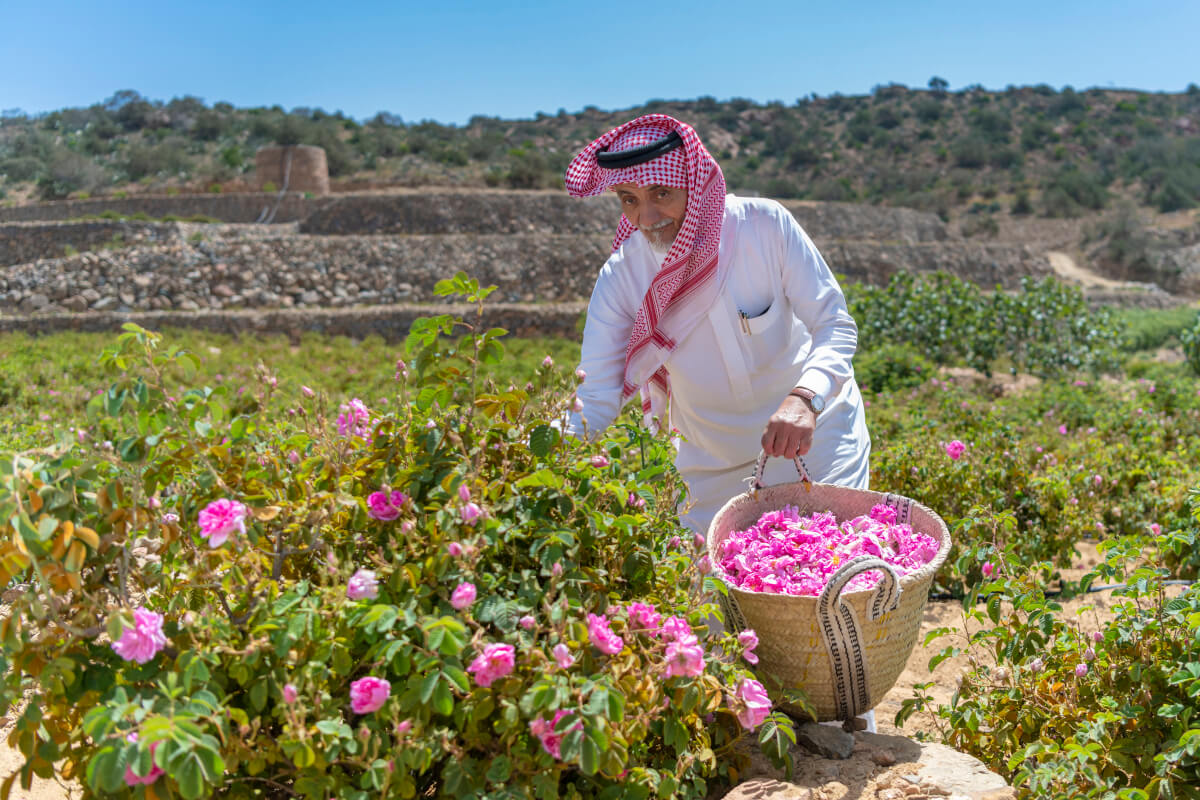 rose taif