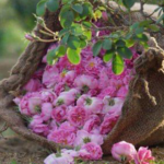Taif Rose A Square