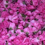 rose khalouq